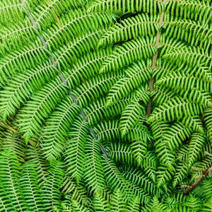 Preview wallpaper fern, leaves, branches, plant, macro, green