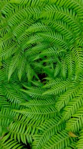 Preview wallpaper fern, leaves, branches, plants, green