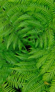 Preview wallpaper fern, leaves, branches, plants, green