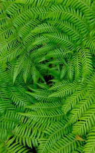 Preview wallpaper fern, leaves, branches, plants, green