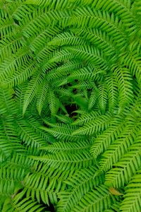 Preview wallpaper fern, leaves, branches, plants, green