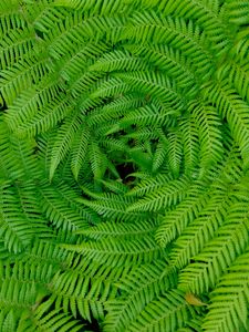 Preview wallpaper fern, leaves, branches, plants, green