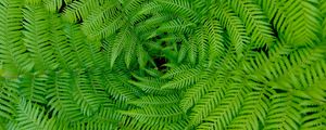 Preview wallpaper fern, leaves, branches, plants, green