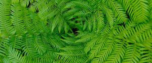 Preview wallpaper fern, leaves, branches, plants, green