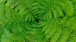 Preview wallpaper fern, leaves, branches, plants, green