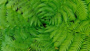 Preview wallpaper fern, leaves, branches, plants, green