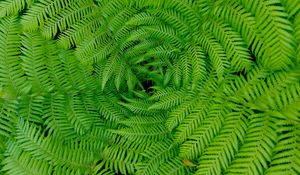 Preview wallpaper fern, leaves, branches, plants, green