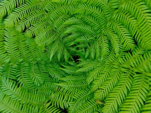 Preview wallpaper fern, leaves, branches, plants, green