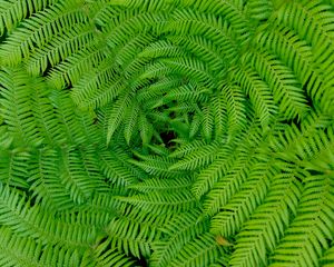 Preview wallpaper fern, leaves, branches, plants, green