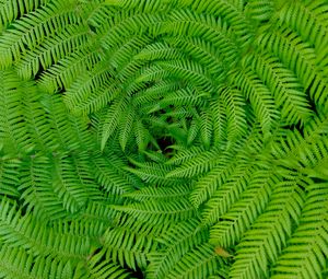 Preview wallpaper fern, leaves, branches, plants, green