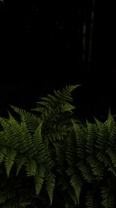 Preview wallpaper fern, leaves, branches, green, darkness