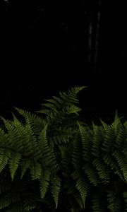 Preview wallpaper fern, leaves, branches, green, darkness