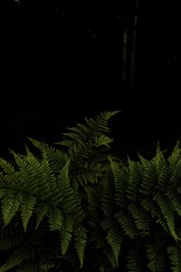 Preview wallpaper fern, leaves, branches, green, darkness