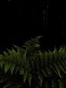 Preview wallpaper fern, leaves, branches, green, darkness