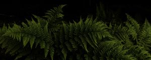 Preview wallpaper fern, leaves, branches, green, darkness