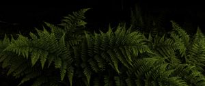 Preview wallpaper fern, leaves, branches, green, darkness