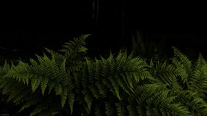 Preview wallpaper fern, leaves, branches, green, darkness