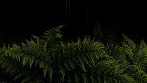 Preview wallpaper fern, leaves, branches, green, darkness