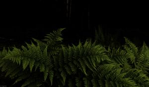 Preview wallpaper fern, leaves, branches, green, darkness