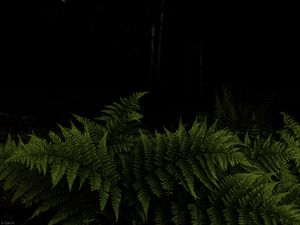 Preview wallpaper fern, leaves, branches, green, darkness