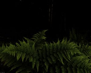 Preview wallpaper fern, leaves, branches, green, darkness