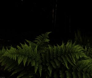 Preview wallpaper fern, leaves, branches, green, darkness