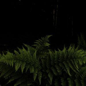 Preview wallpaper fern, leaves, branches, green, darkness