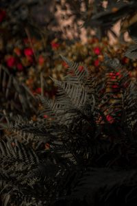 Preview wallpaper fern, leaves, bushes, blur