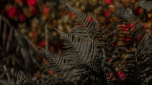 Preview wallpaper fern, leaves, bushes, blur