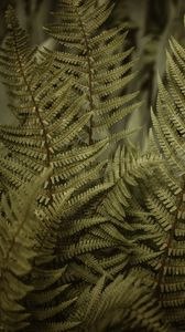 Preview wallpaper fern, leaves, bushes, macro