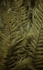 Preview wallpaper fern, leaves, bushes, macro