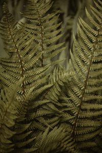 Preview wallpaper fern, leaves, bushes, macro