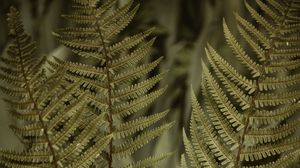 Preview wallpaper fern, leaves, bushes, macro