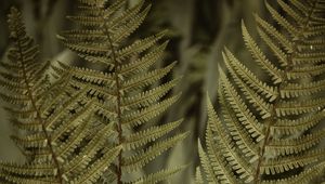 Preview wallpaper fern, leaves, bushes, macro