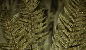 Preview wallpaper fern, leaves, bushes, macro