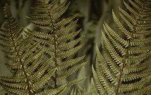 Preview wallpaper fern, leaves, bushes, macro