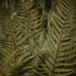 Preview wallpaper fern, leaves, bushes, macro