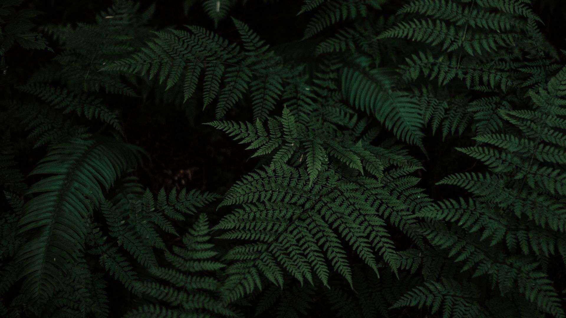 Download wallpaper 1920x1080 fern, leaves, carved, plant, green full hd ...