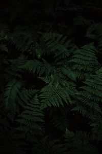 Preview wallpaper fern, leaves, carved, plant, green