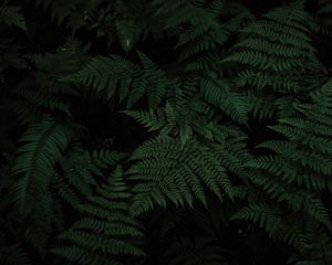 Preview wallpaper fern, leaves, carved, plant, green