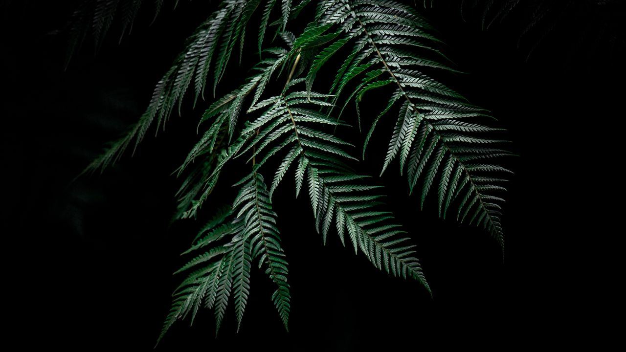 Wallpaper fern, leaves, carved, plant, dark