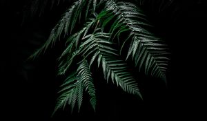 Preview wallpaper fern, leaves, carved, plant, dark