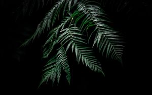 Preview wallpaper fern, leaves, carved, plant, dark