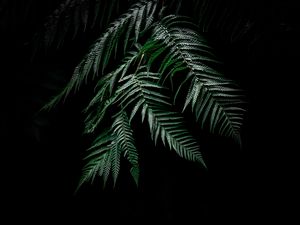 Preview wallpaper fern, leaves, carved, plant, dark