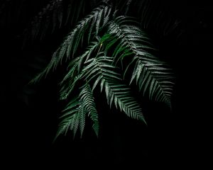 Preview wallpaper fern, leaves, carved, plant, dark