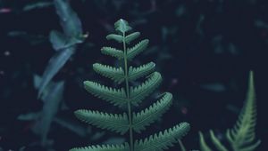 Preview wallpaper fern, leaves, carved, green, plant, vegetation