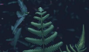 Preview wallpaper fern, leaves, carved, green, plant, vegetation