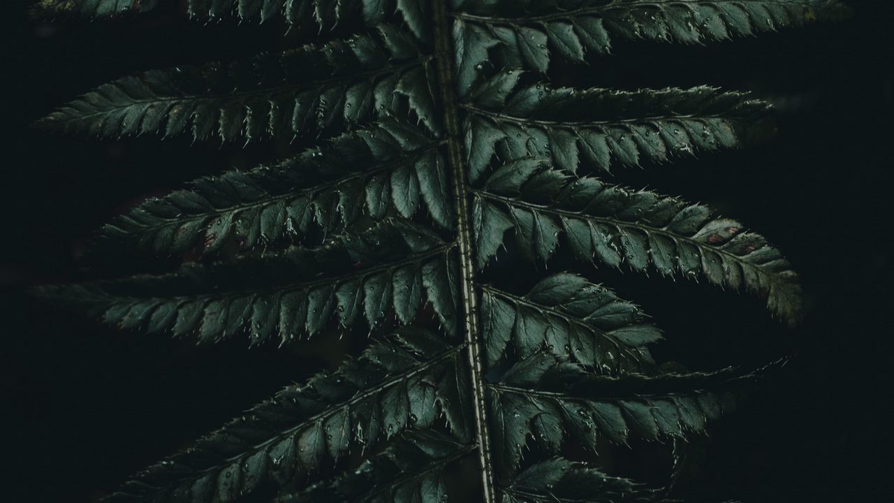 Wallpaper fern, leaves, carved, green, dark