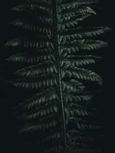 Preview wallpaper fern, leaves, carved, green, dark