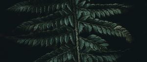 Preview wallpaper fern, leaves, carved, green, dark